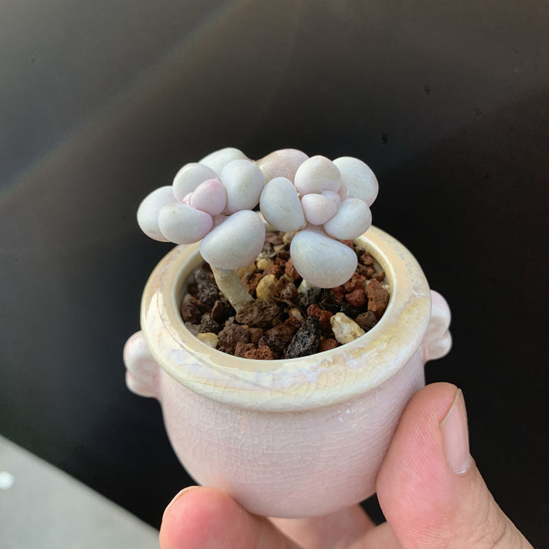 chubby cheeks succulent Plump & Chubby Succulents with Pot & Soil – Hi Succulents