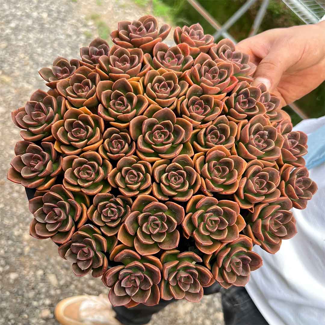 chocolate cutting-1
