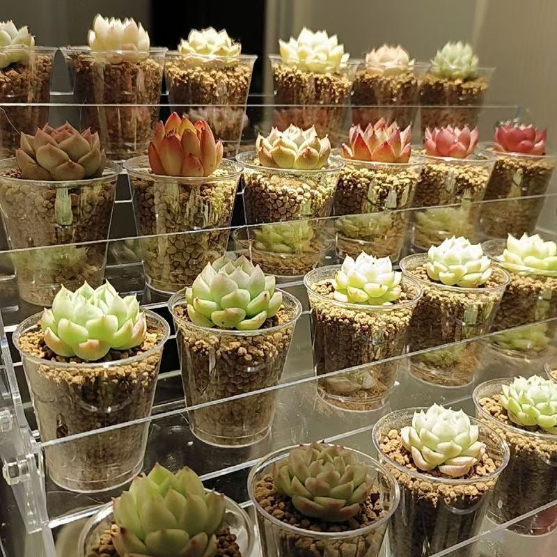 Transparent Root Growth Planter Container for Succulents/Seedlings