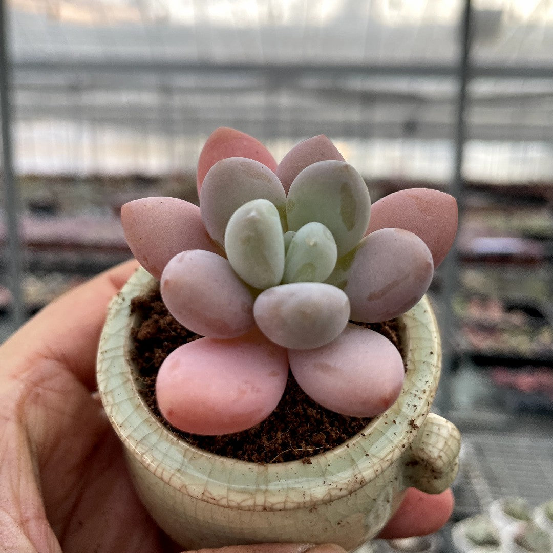chubby succulents Chubby Rounded Succulents – Hi Succulents