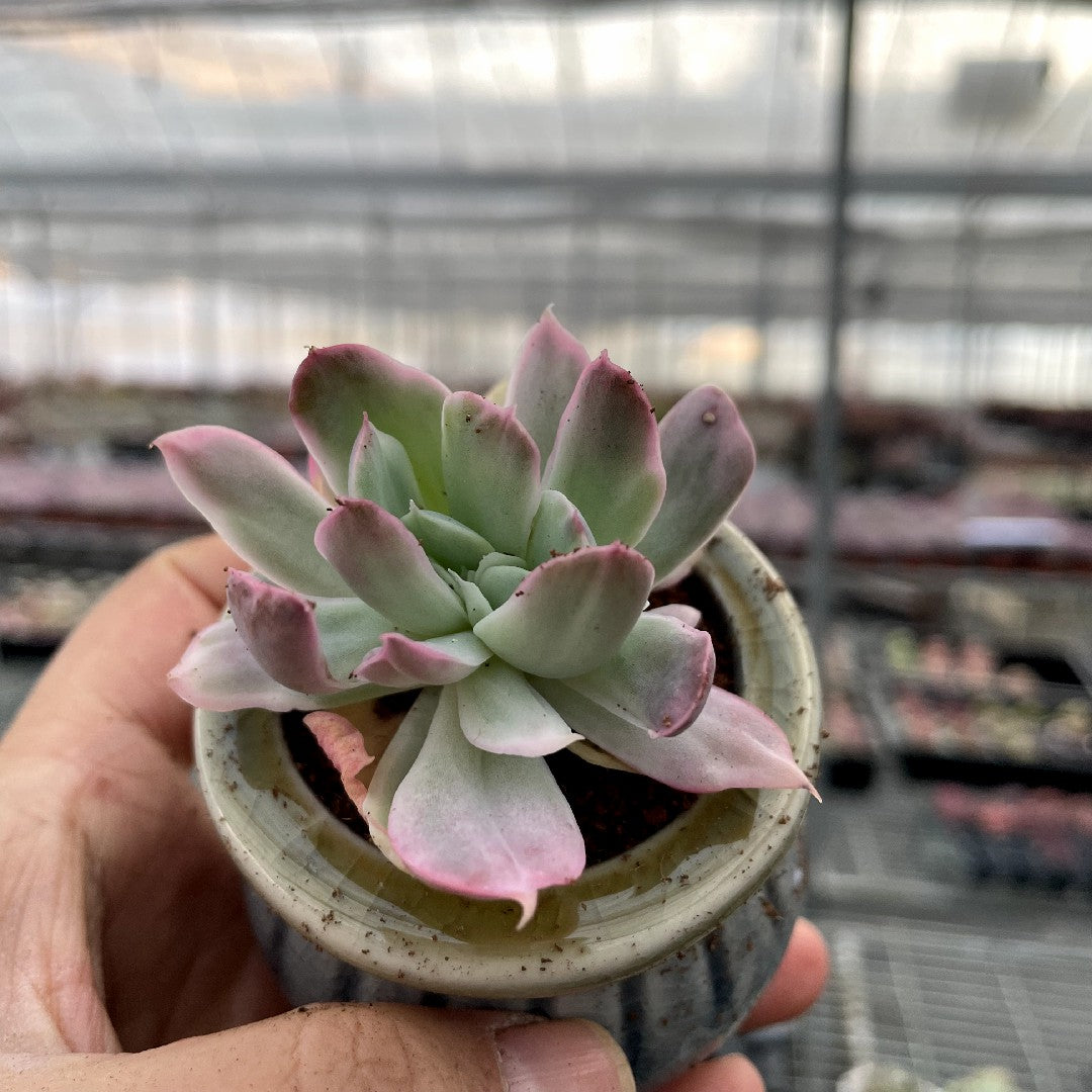 unusual succulents Cristated & Rare Succulents with Pot & Soil Unique Form – Hi Succulents