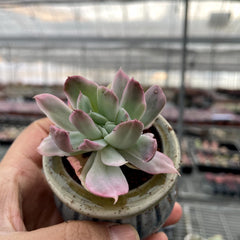 Cristated & Rare Succulents with Pot & Soil Unique Form