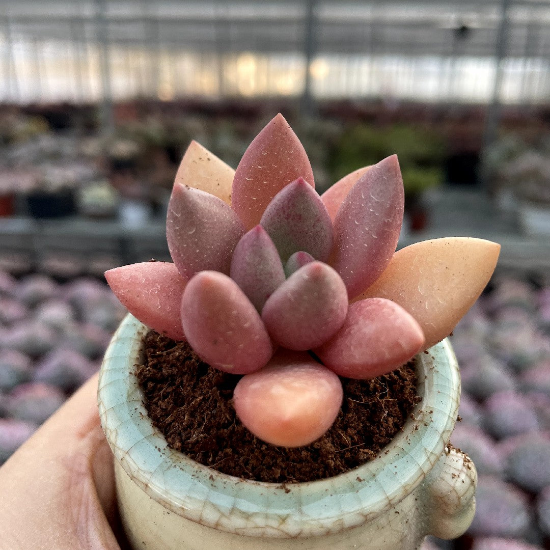 ruby donna succulent Plump & Chubby Succulents with Pot & Soil – Hi Succulents