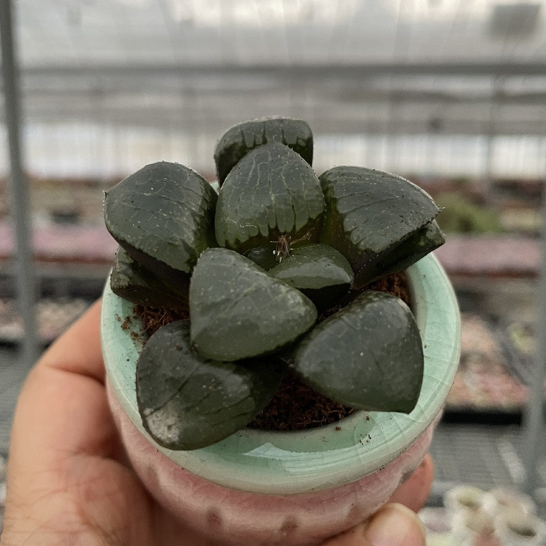 succulent with clear tips Jelly & Translucent Succulents-Crystal Clear 'Window' Succulents – Hi Succulents