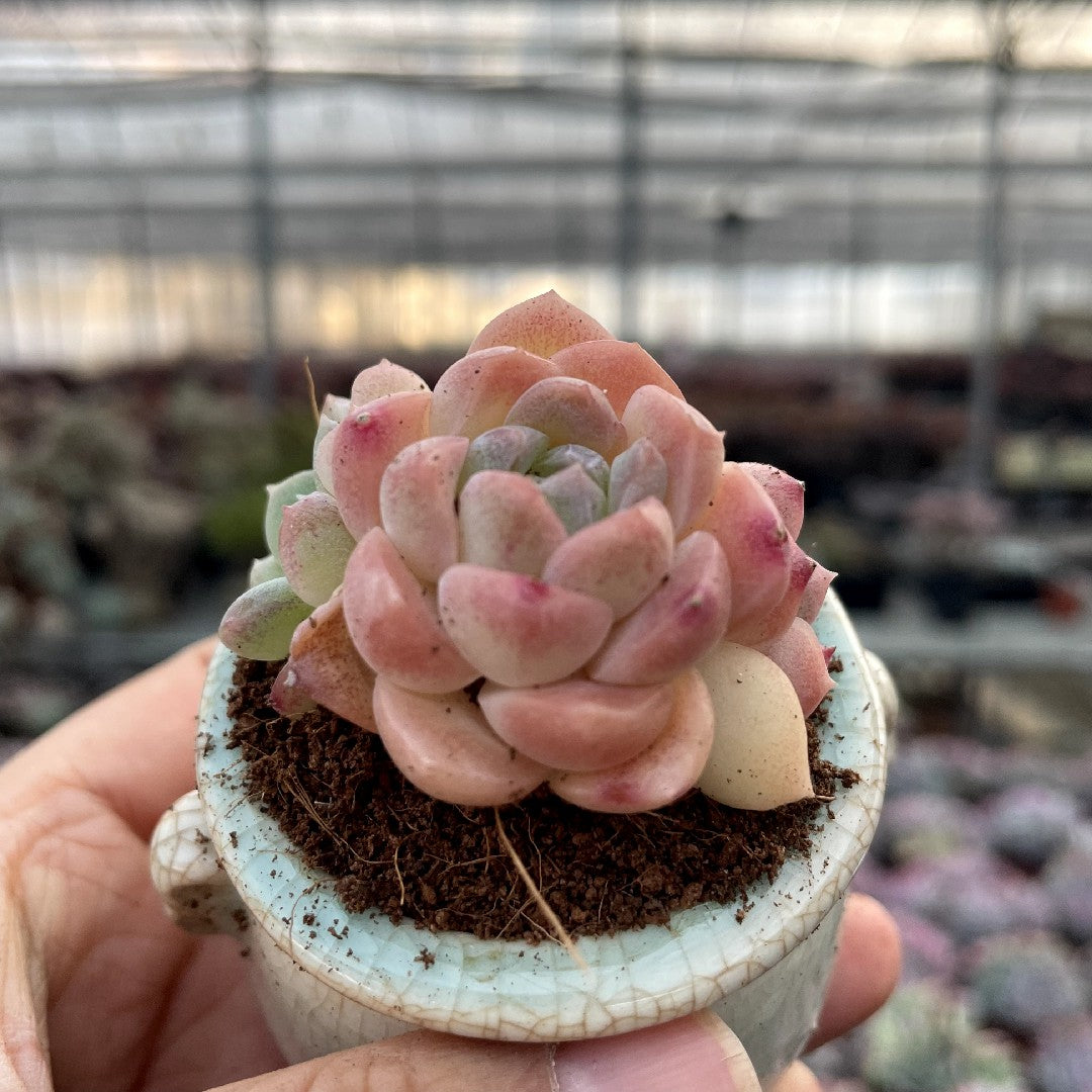 succulent ice cube Ice Queen Succulents