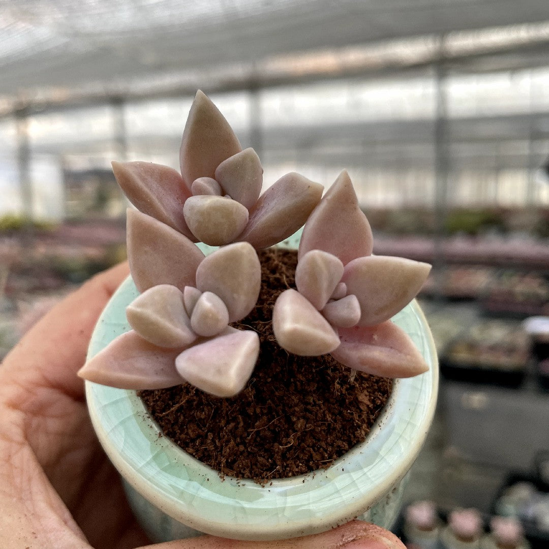 mature succulent plants Mature & Trained Succulent – Hi Succulents