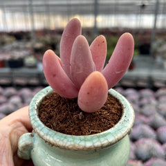 Plump & Chubby Succulents with Pot & Soil