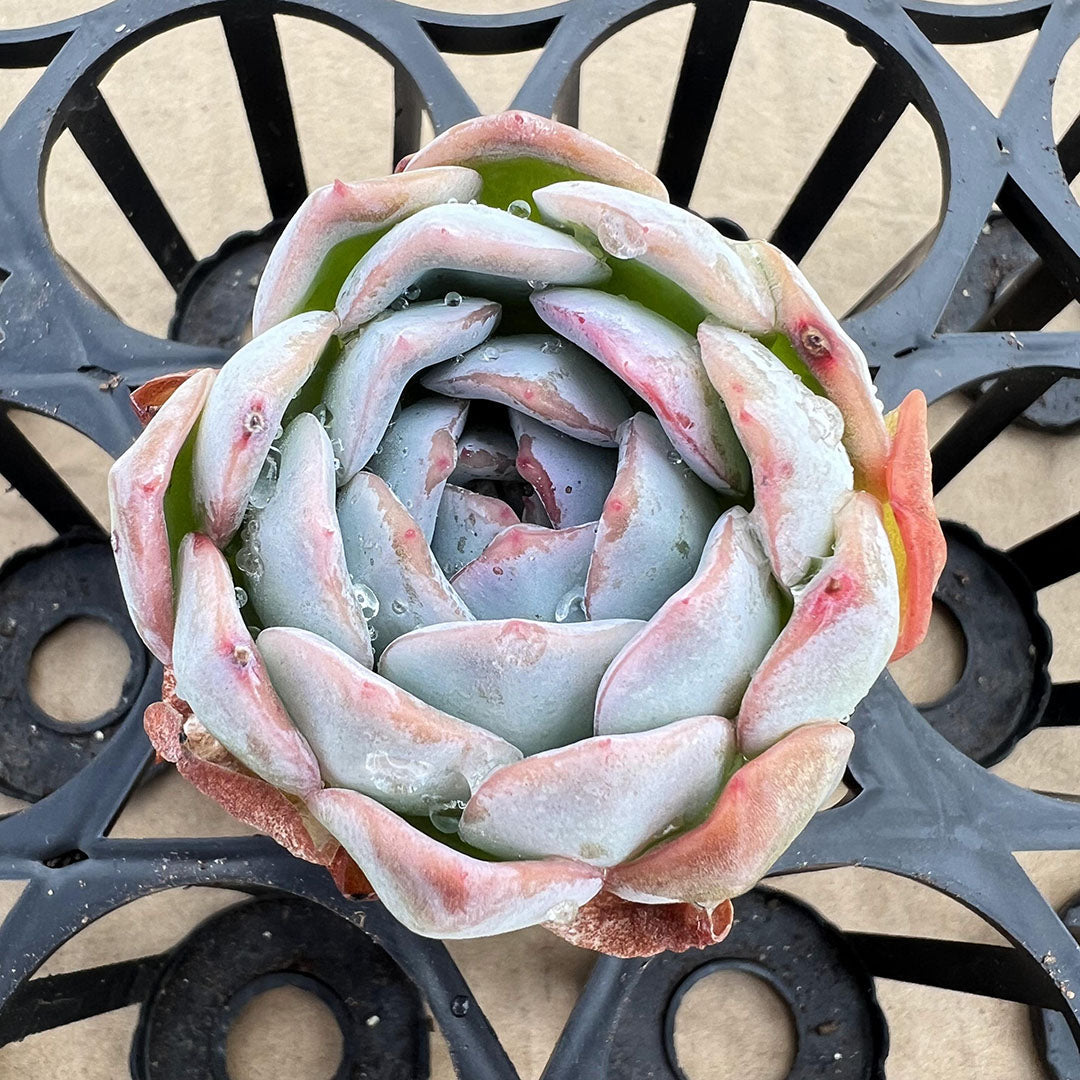 Echeveria Orange Ice