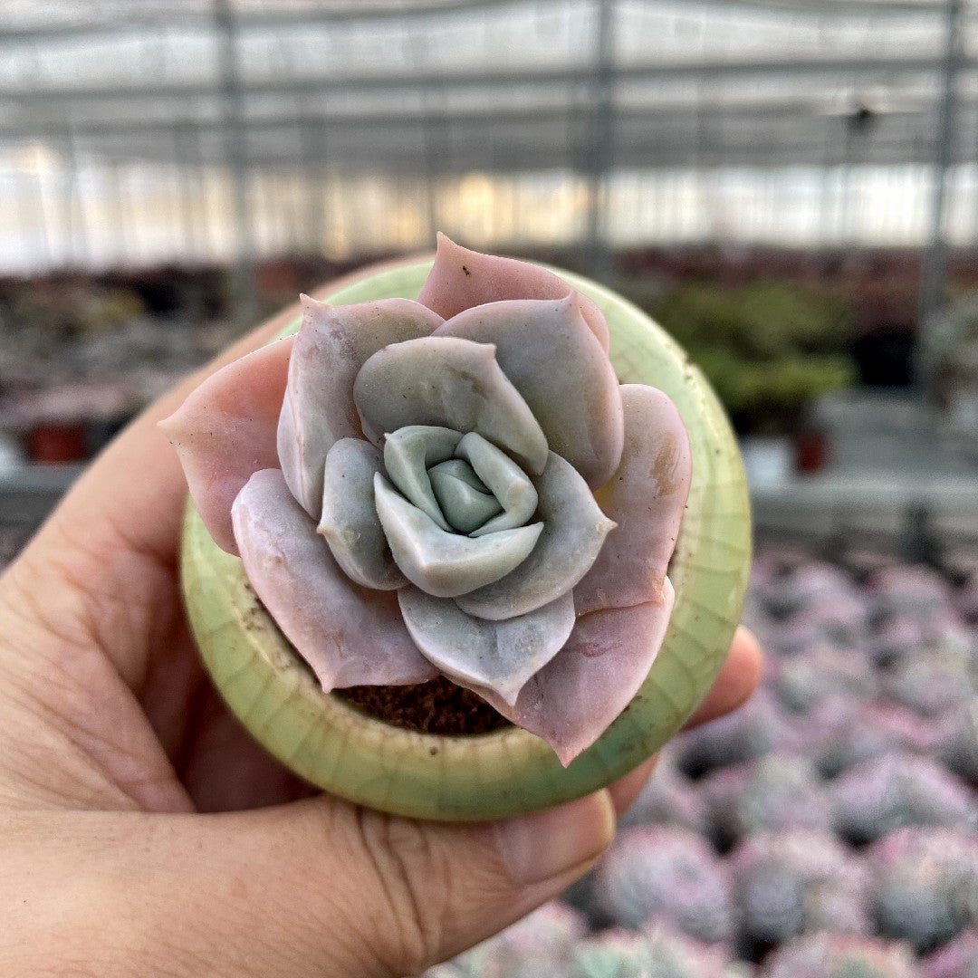 mature succulent Mature & Trained Succulent – Hi Succulents
