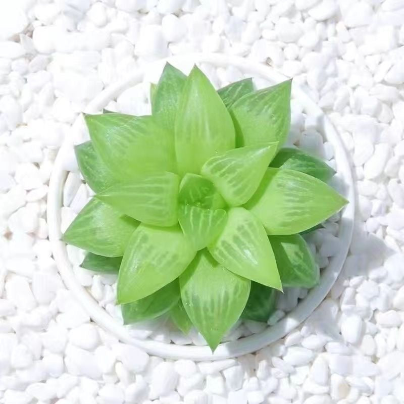 Jelly & Translucent Succulents-Crystal Clear 'Window' Succulents