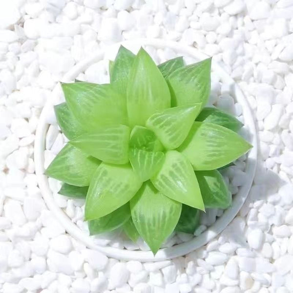 clear succulents near me Jelly & Translucent Succulents-Crystal Clear 'Window' Succulents – Hi  Succulents