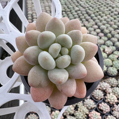 Succulent Plants Rare Succulent Echeveria Rococo-1