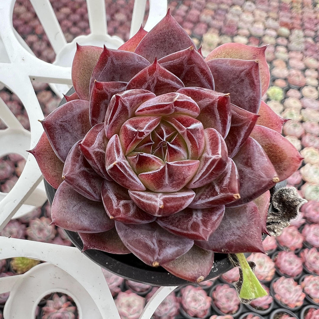 Echeveria Colorata f. Tapalpa(genuine)-2