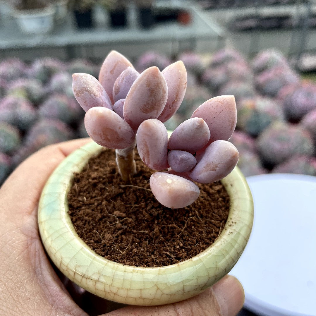 ebay succulent pots Plump & Chubby Succulents with Pot & Soil – Hi Succulents
