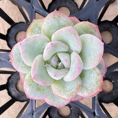 Echeveria Cream Puff（genuine）single head