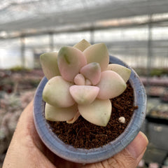 Variegated Colorful Succulents Rainbow Colors Painted Leaves