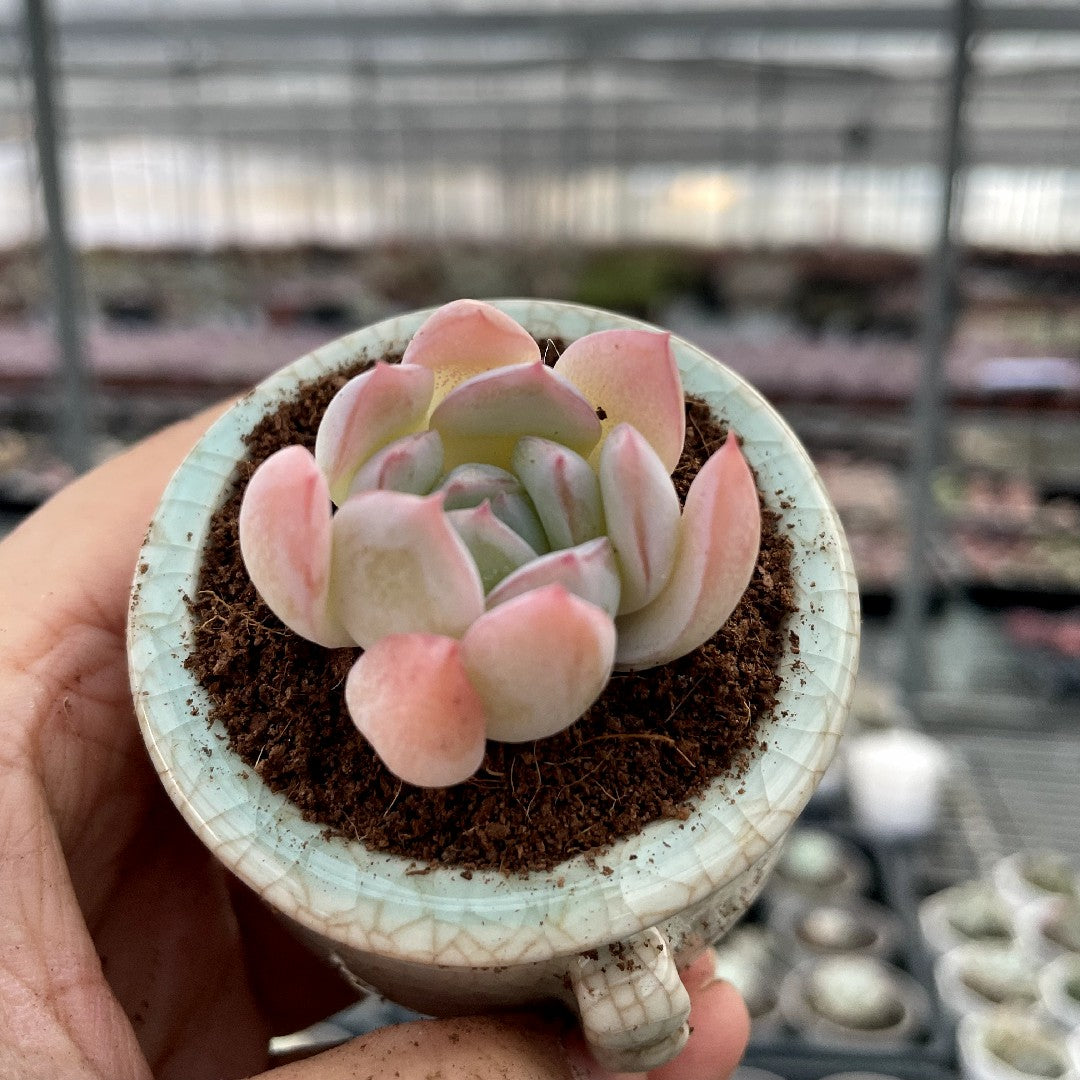 de mini succulent Mini Succulent Assortment Just Unbox & Enjoy – Hi Succulents