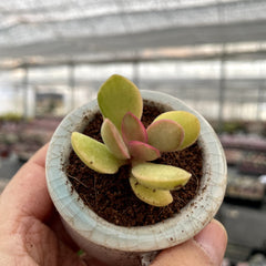 Variegated Colorful Succulents Rainbow Colors Painted Leaves