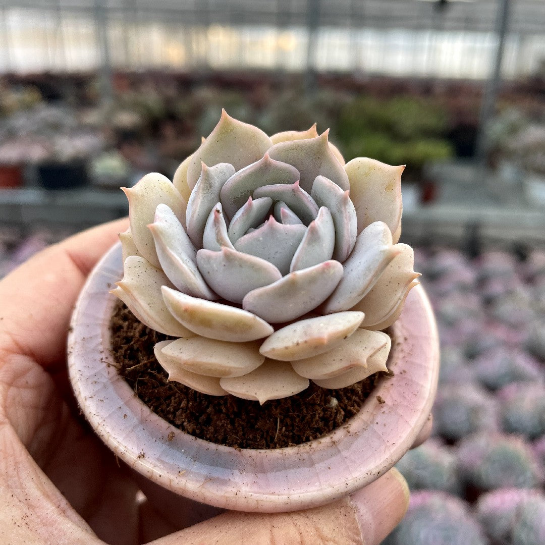 mini diamond succulent Mini Succulent Assortment Just Unbox & Enjoy – Hi Succulents