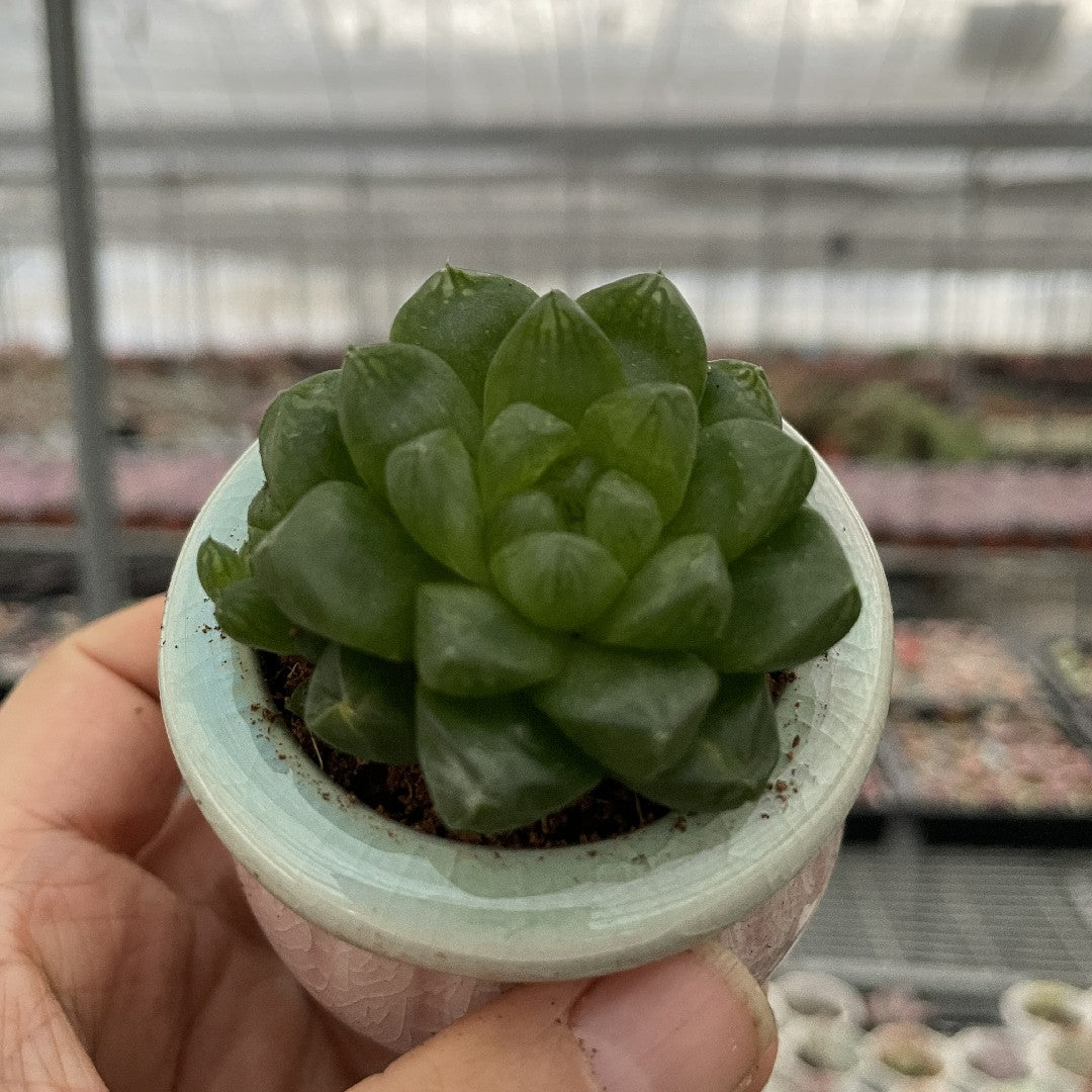 Jelly & Translucent Succulents-Crystal Clear 'Window' Succulents