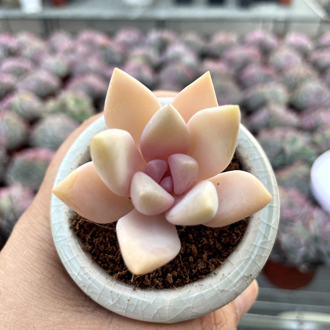 titubans variegated succulent Mature & Trained Succulent – Hi Succulents
