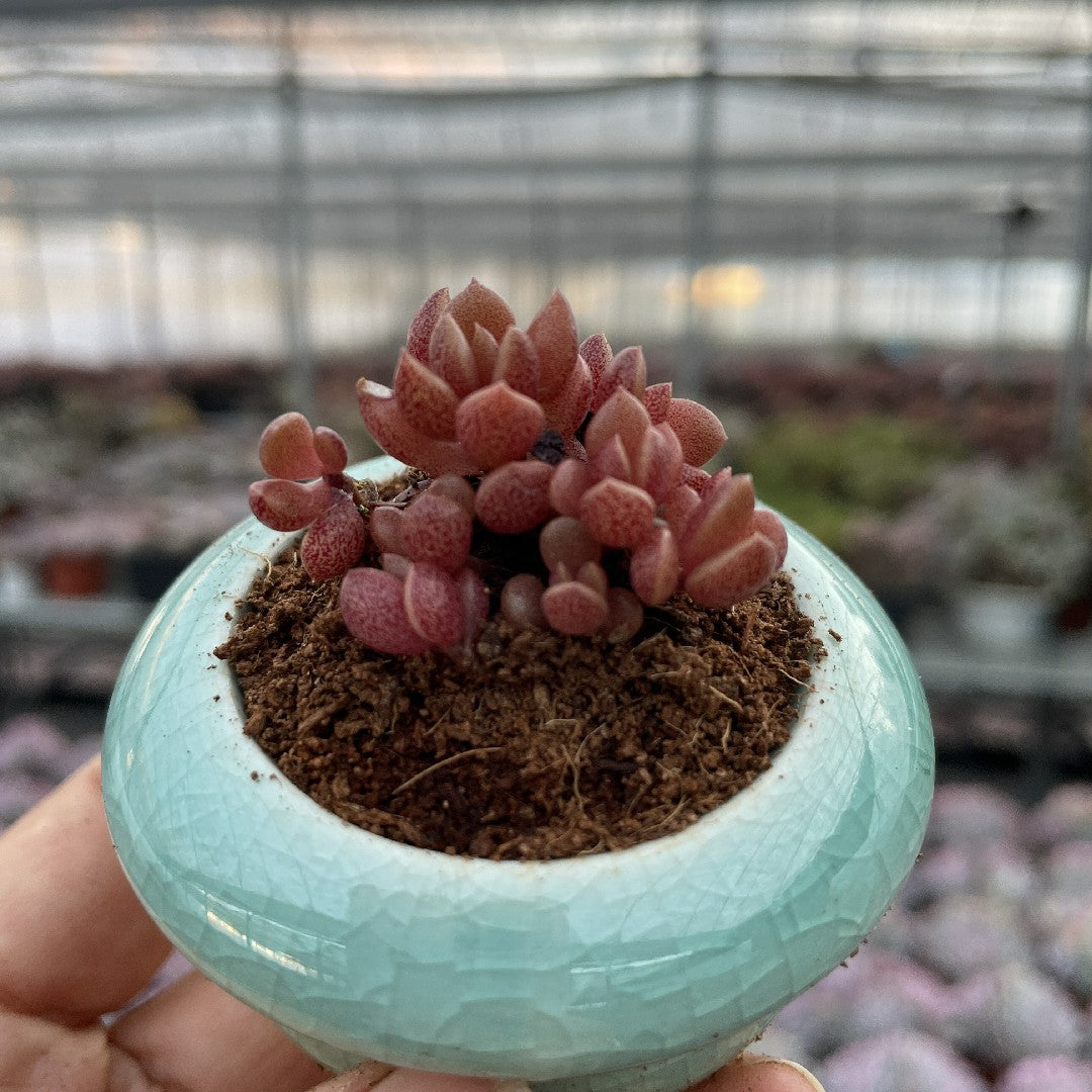 unboxing succulents Mini Succulent Assortment Just Unbox & Enjoy – Hi Succulents