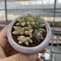 Cristated & Rare Succulents with Pot & Soil Unique Form