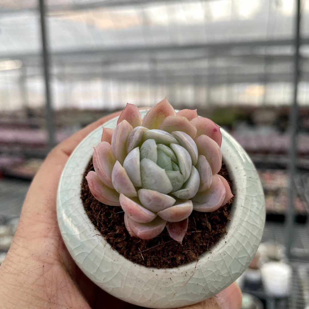 Mini Succulent Assortment Just Unbox & Enjoy