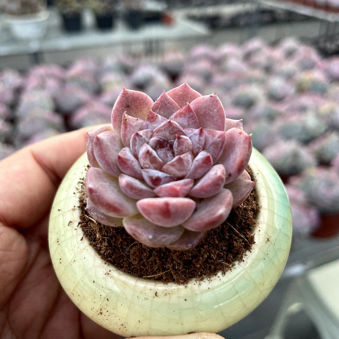 crystal succulents Ice Queen Succulents