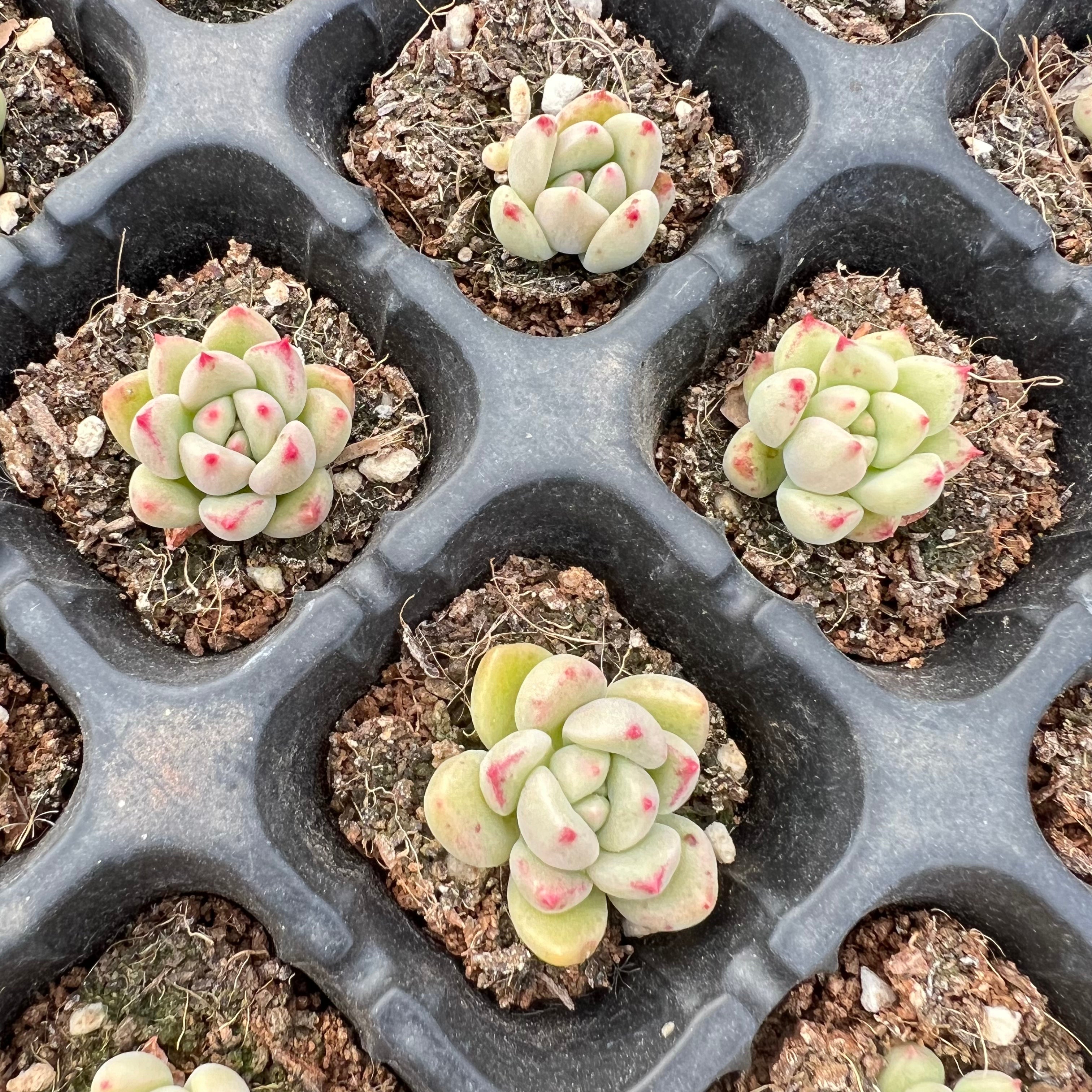 Transparent Root Growth Planter Container for Succulents/Seedlings