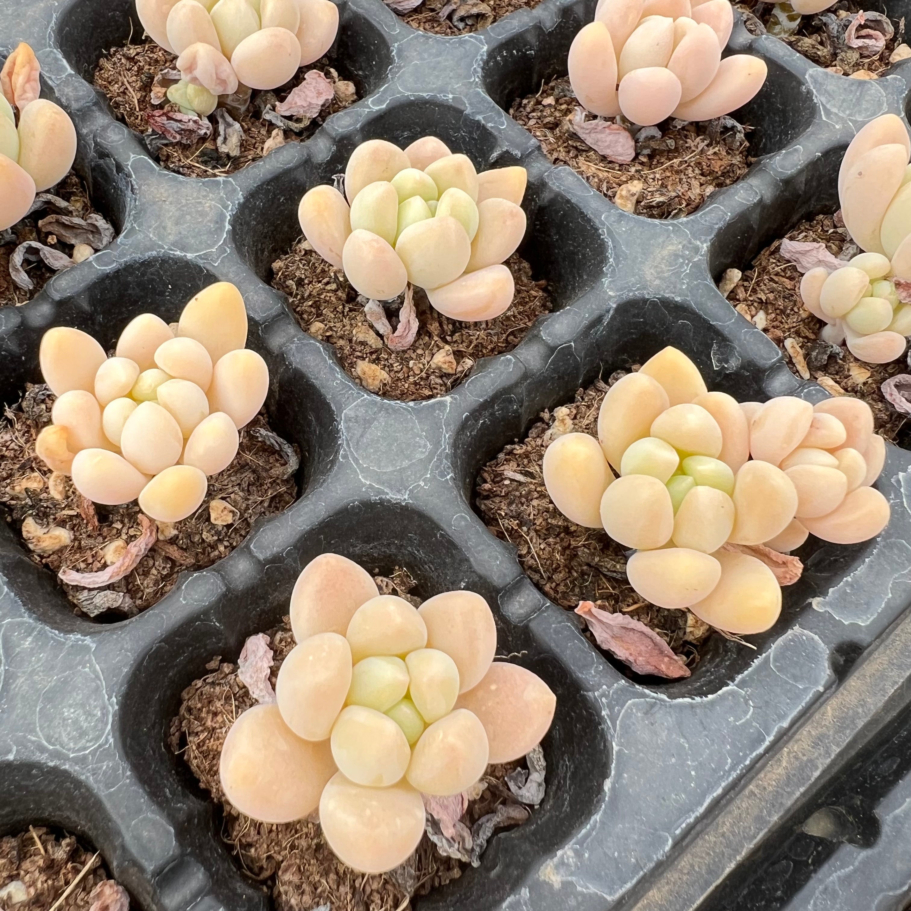 Transparent Root Growth Planter Container for Succulents/Seedlings