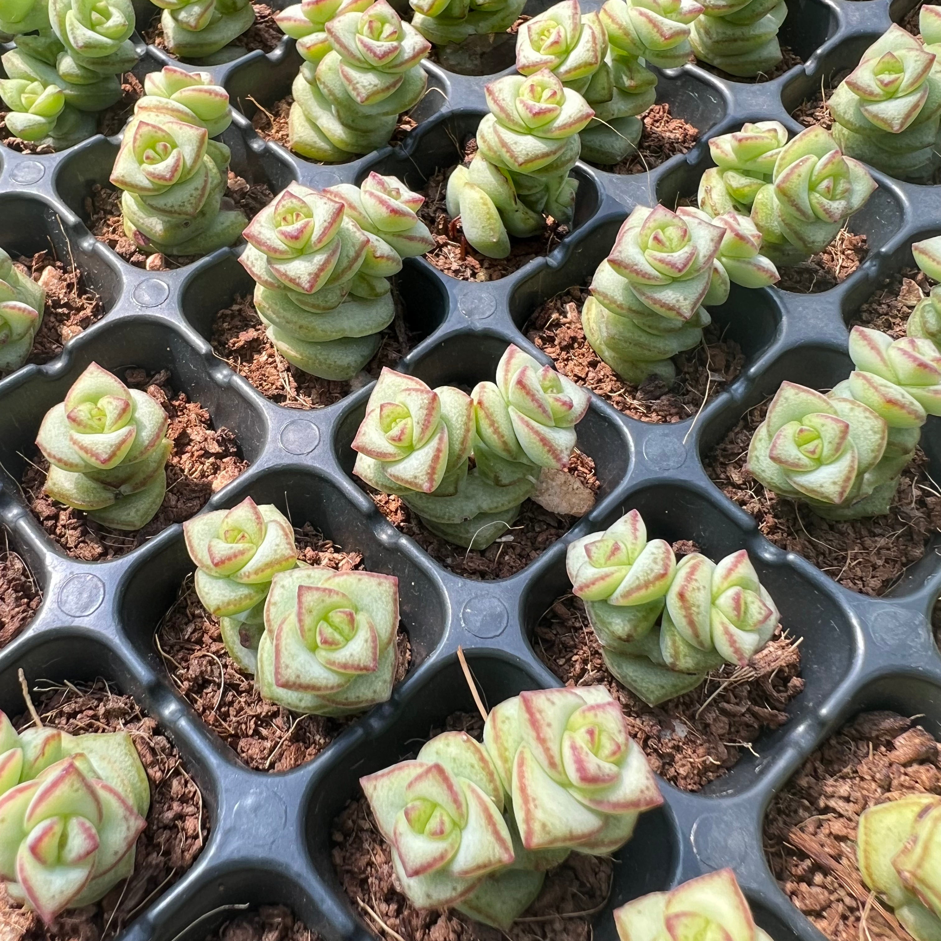 Transparent Root Growth Planter Container for Succulents/Seedlings