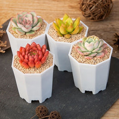 Octagonal shape Nursery Pot-1-2