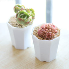 Octagonal shape Nursery Pot