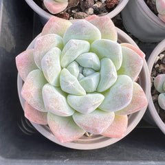 Echeveria Ice Green-8