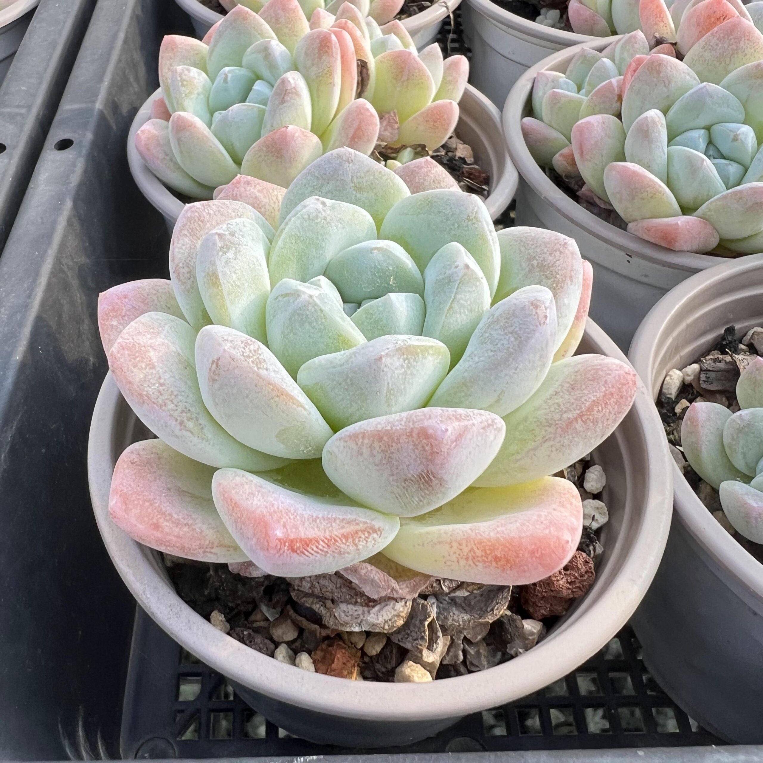 Echeveria Ice Green-1