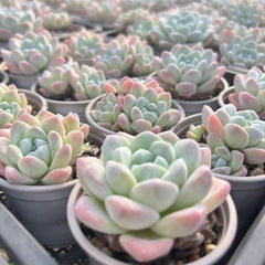 Echeveria Ice Green-2