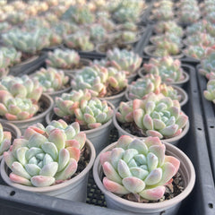Echeveria Ice Green-3