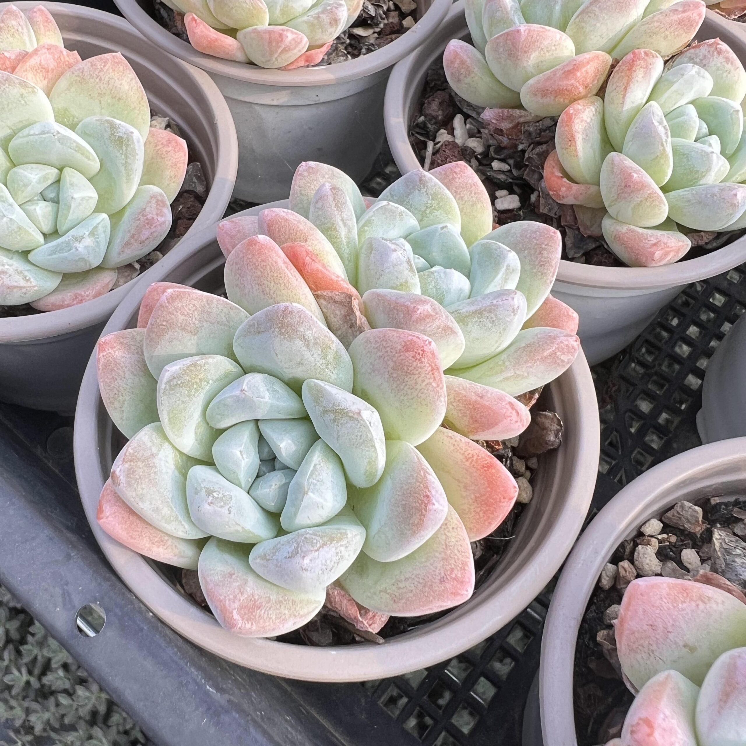Echeveria Ice Green-4