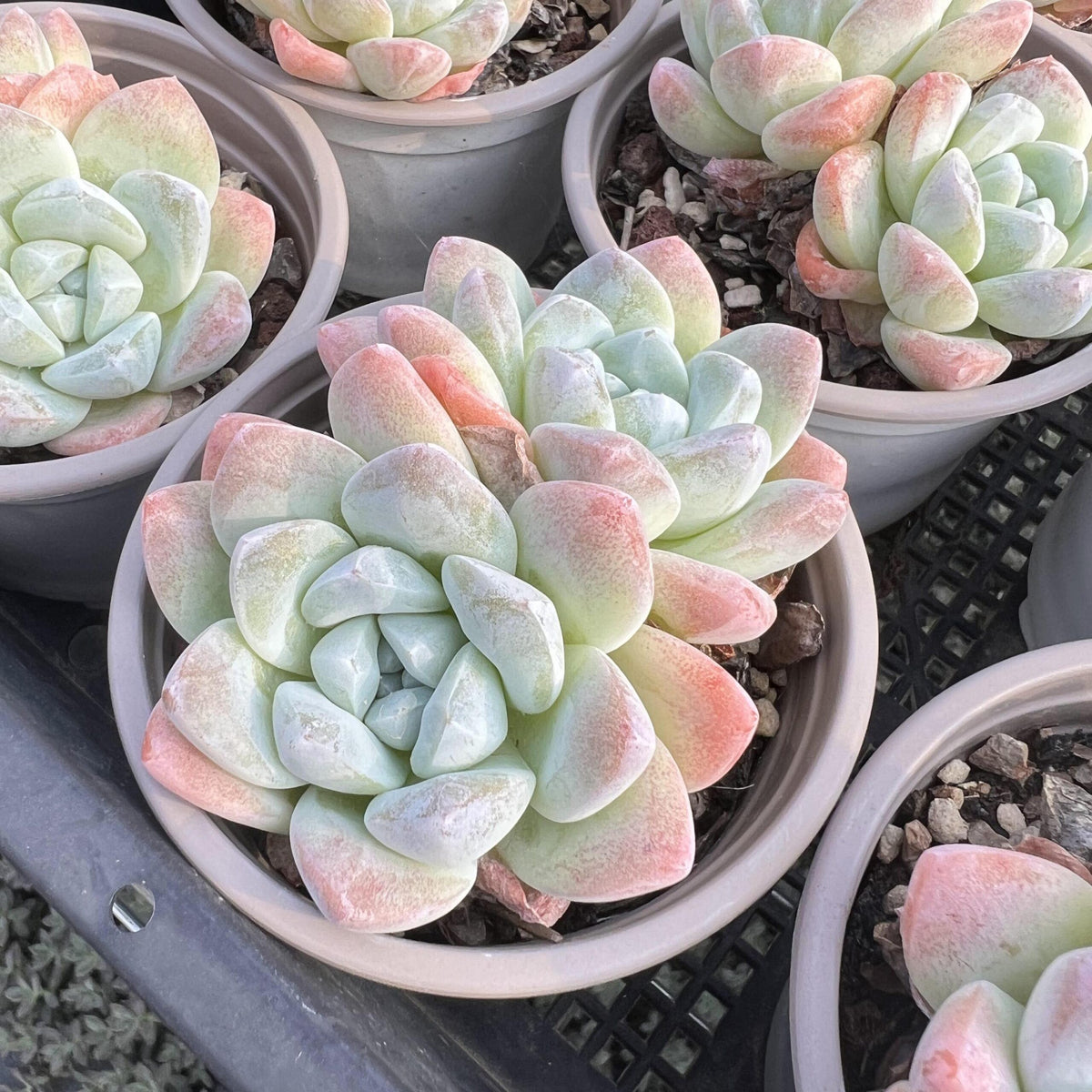 Echeveria Ice Green-4