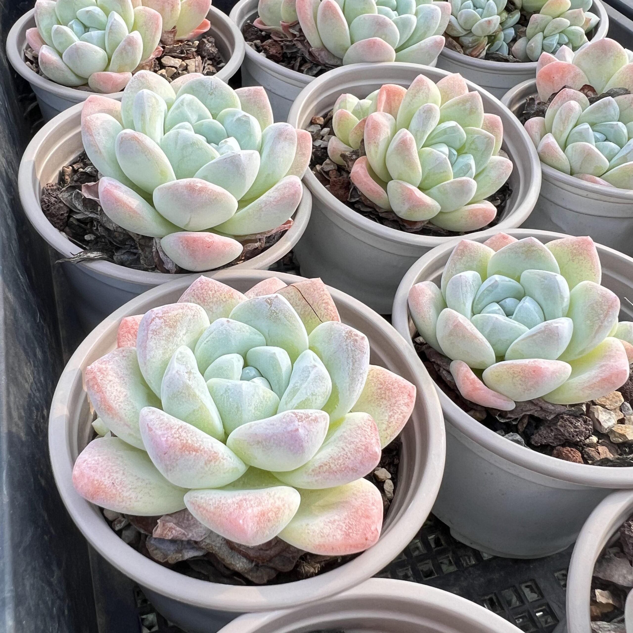 Echeveria Ice Green-5