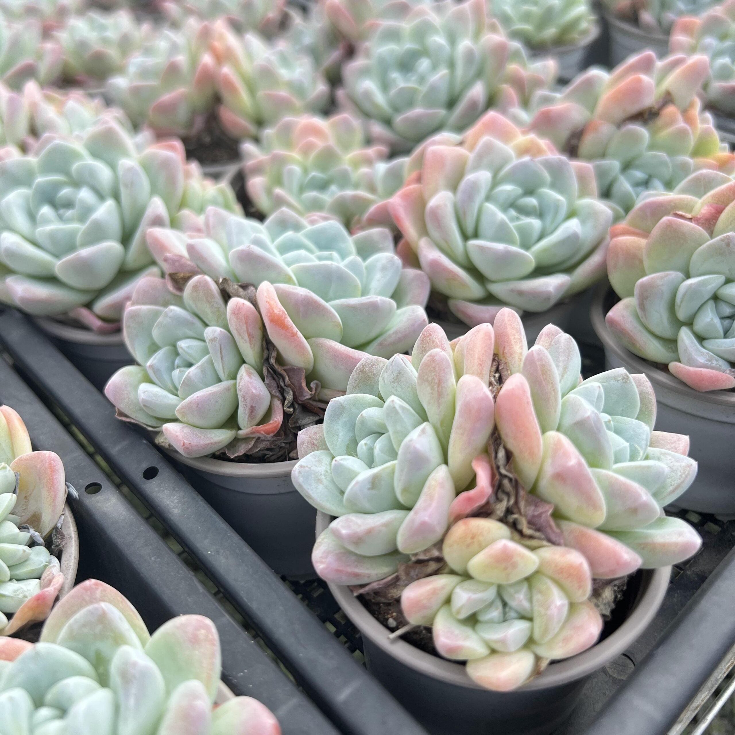 Echeveria Ice Green-6