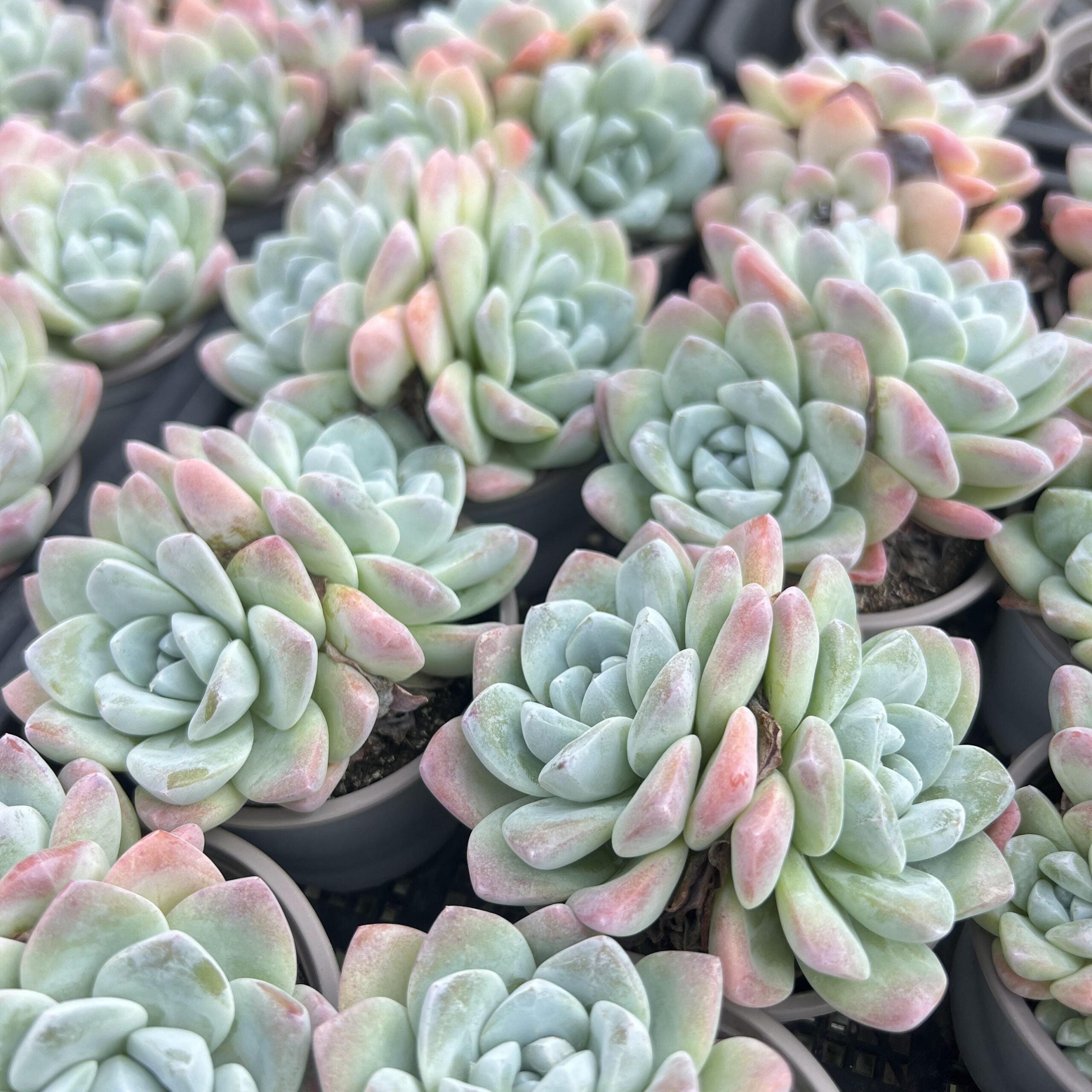 Echeveria Ice Green-7