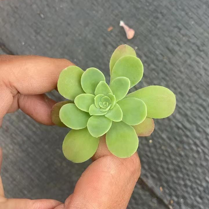 Sedum palmeri S.Watson- round leaf Cutting
