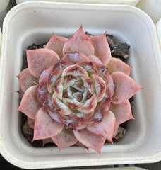 Echeveria Velvet-2