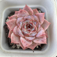 Echeveria velvet-1