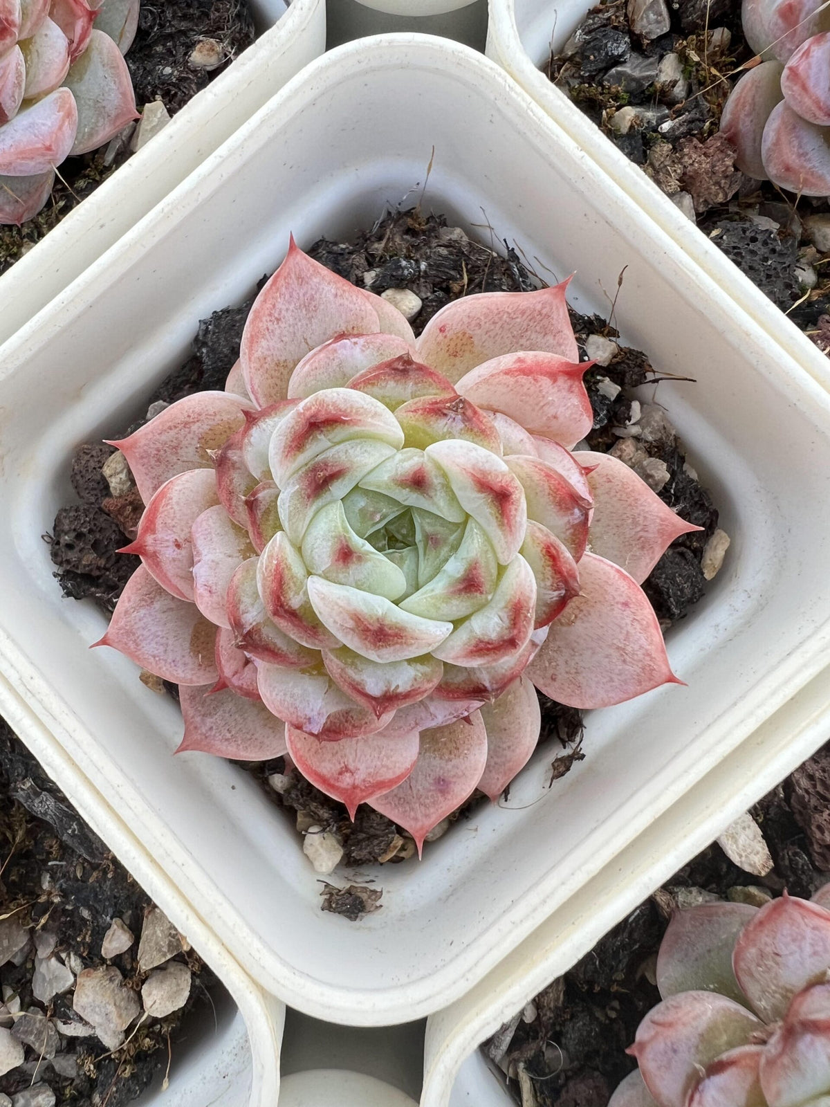 Echeveria Velvet，2.75‘’Single head 7cm Pot Rare Succulent Echeveria Single head