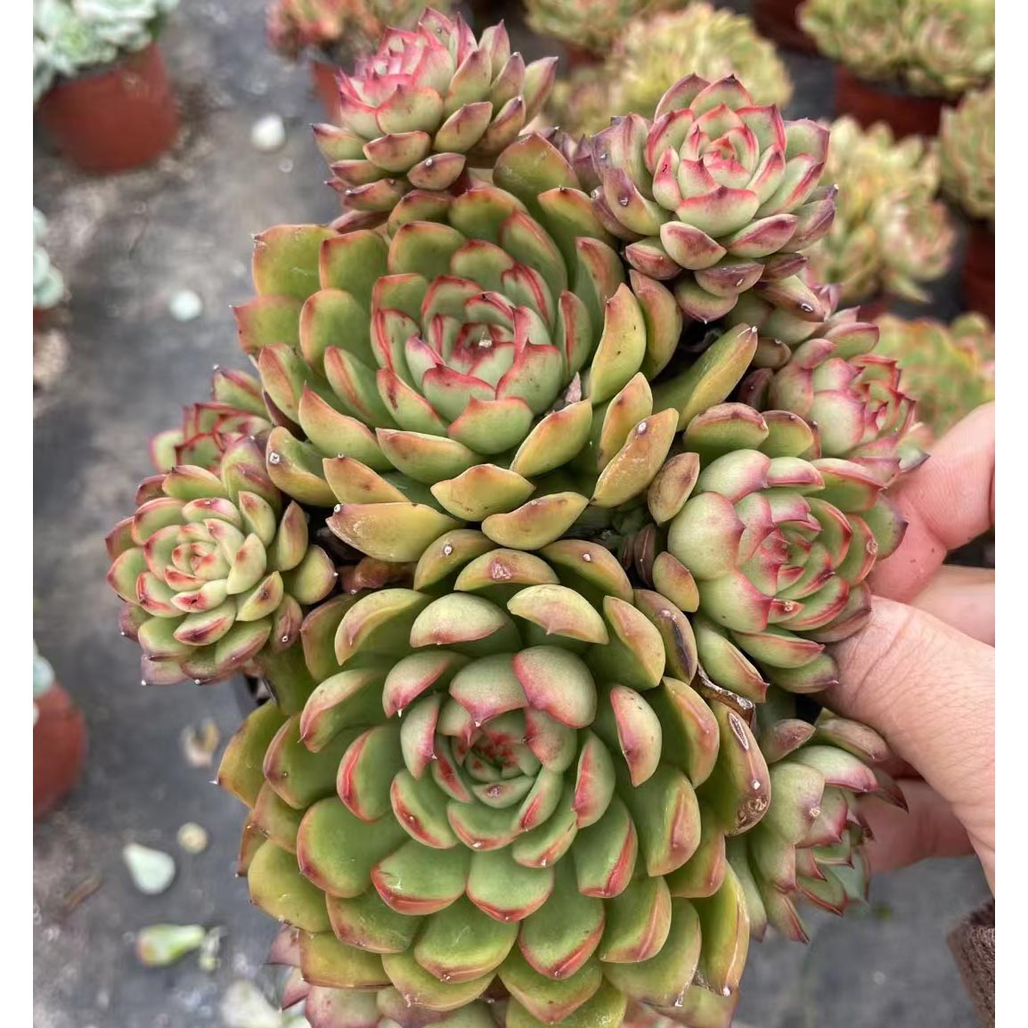 Echeveria 'Bradburyana' 4.75inch cluster