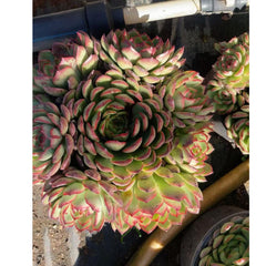Echeveria 'Bradburyana' 8.5inch star cluster