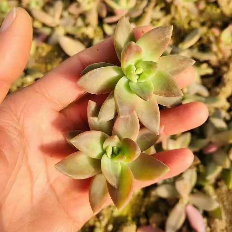 100 succulent cuttings Succulent plants Cutting,Succulent Plant Propagation – Hi Succulents